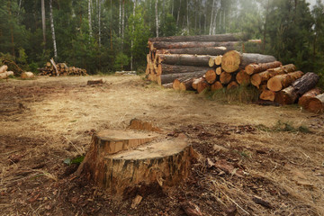 Cut down trees in the forest. A huge stump from pine and felled trees in the background.