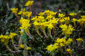 Yellow flowers in the grass