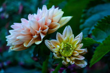 pink lotus flower