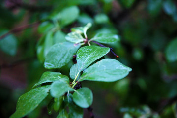 Fototapeta na wymiar Wet leaf of cherry tree 