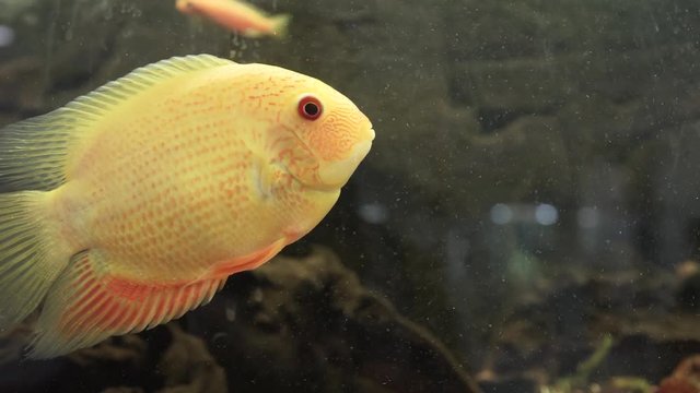 Tsichlazoma severum Red dot fish in the aquarium. yellow fish swims among the algae