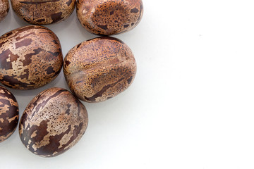 Rubber Seeds (Hevea brasiliensis) isolated on White Background