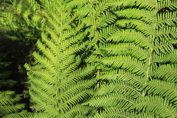 Farn Farnblatt Pflanze