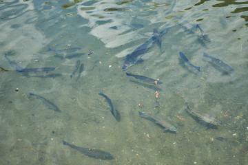 Salmoniden im flachen Wasser