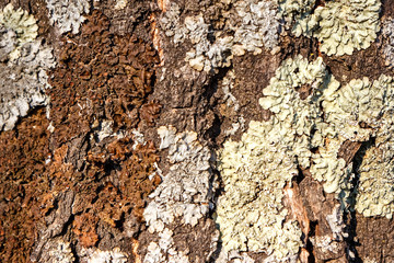 Texture of large tree bark close up