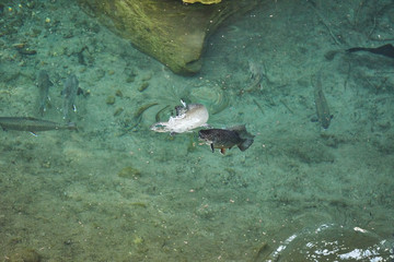 Salmoniden am Fressen