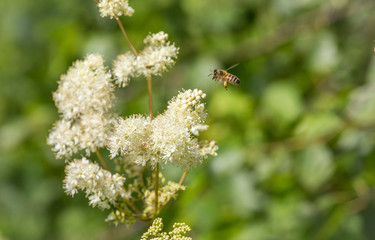  Filipendula ulmaria, commonly known as meadowsweet or mead wort, queen of the meadow, pride of the meadow, meadow-wort, meadow queen, lady of the meadow, dollof, meadsweet and bridewort, honey bee.