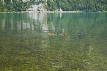 Enten auf dem Bergsee