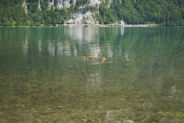 Entenkinder auf dem See