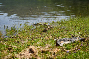 Entenbabys am Bergsee