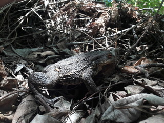 Version Of A Garden Frog