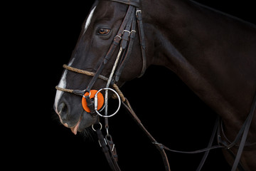 Head of a chestnut horse in sport polo bridle with reins on black background isolated: portrait...
