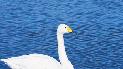 白鳥　泳ぐ　右向き