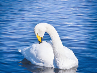 白鳥　羽根の手入れ　リラックス