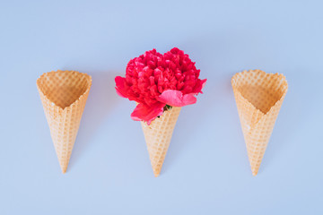 Ice Cream Cones with pink peony on blue background, flat lay, minimalism