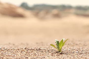 A lone green plant growing on the sand. Photo with copy space. The background in blur.