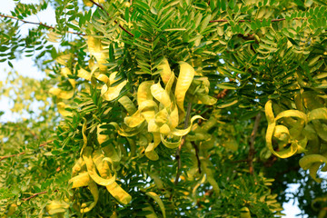 Gleditsia sinensis Fruit close-up
