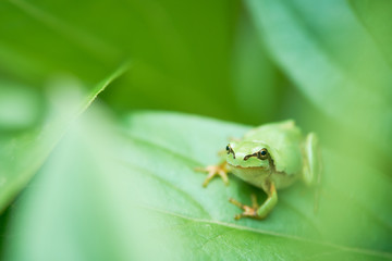 アマガエル　カメラ目線　隠れる