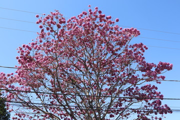 tree in bloom