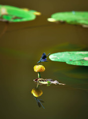 Prachtlibelle auf Seerosen Blüte , Libelle auf Seerose  © Himmelreich Photo