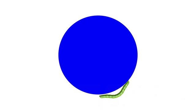 Green caterpillar crawling around the edge of a blank blue circle. Seamless loop 3D animation on white background with alpha matte.