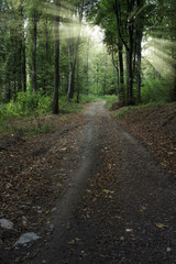 Fototapeta premium sun rays shining in natural green forest in the morning