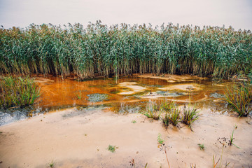 Landscape with green reeds in a lake, coastline.
