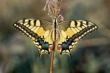 Closeup   beautiful butterfly sitting on flower.