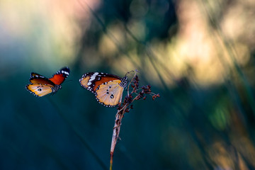 Closeup   beautiful butterflies sitting on flower. © blackdiamond67