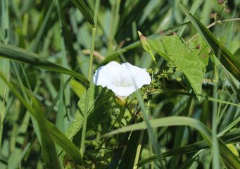 calystegia sepium (formerly Convolvulus sepium) common names are hedge bindweed, Rutland beauty, bugle vine, heavenly trumpets, bellbind, granny pop out of bed, blooming in the summer season