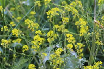 Brassica nigra, the black mustard, blooming in spring