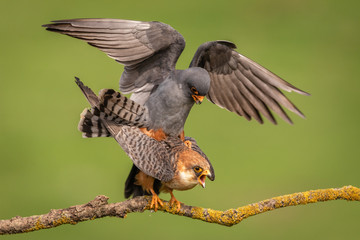 Pair of Western Red-footed falcons perched on branch copulating