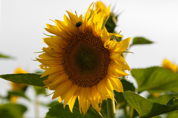 Fototapeta premium Sunflower natural background.Sunflower in the field