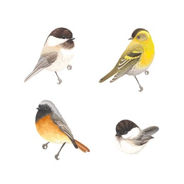 Collection of beautiful birds Chickadee, Redstart and Siskin. Vector illustration birds for your design.
