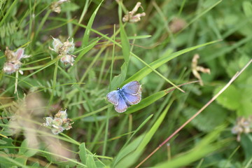 butterfly