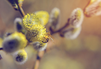 Bee collects pollen on spring willow flowers © Todayphoto