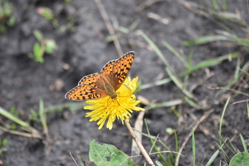 butterfly