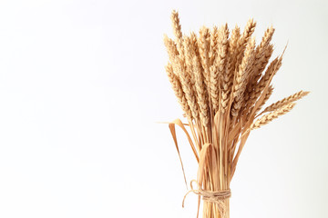 spikelets of wheat on a white background