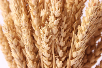 wheat spikelets close up