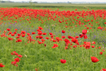Gorgeous floral background strewn with red poppies