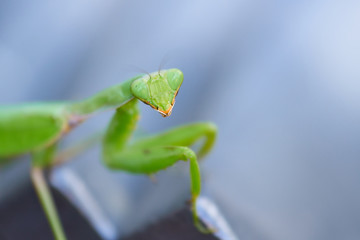 カマキリ　顔　アップ