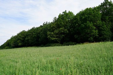 Grünes Feld im Sommer an einem Waldrand