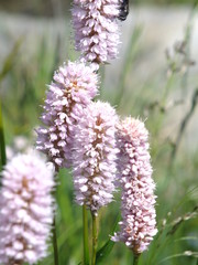 fiori viola montagna estate 