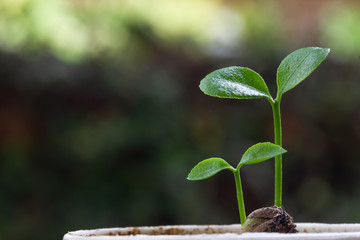 Concepts about the environment and the growth of natural trees. Small plant or sprout growing on good soil on green background