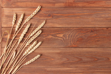 spikelets of wheat on a colored background top view.
