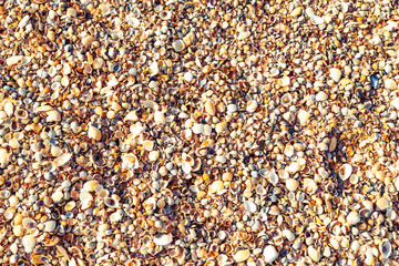 Seashells background close up. View from above.