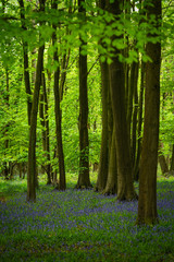 Cotswolds, United Kingdom - May 5, 2019 : Blue bells under the trees of a small forest just next to the road from where we stopped our car