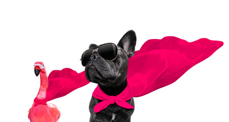 super hero dog