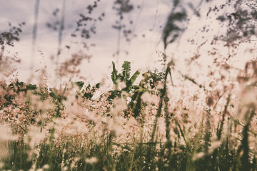 Romantic and poetic nature flower field background