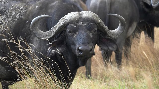 close up of the face of an african buffalo at masai mara national reserve in kenya